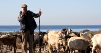 Sheep1-1400.jpg