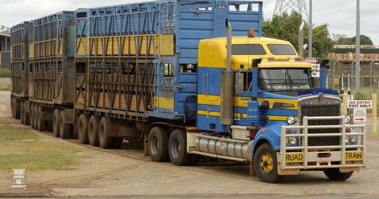 cattle12-1400.jpg cattle12-1400.jpg