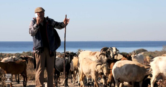 Sheep1-1400.jpg Sheep1-1400.jpg